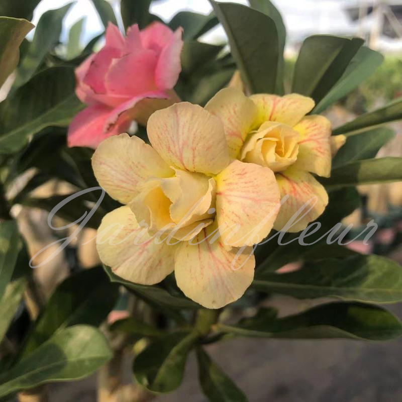 50 % de réduction sur Desert Rose - Nouveau produit