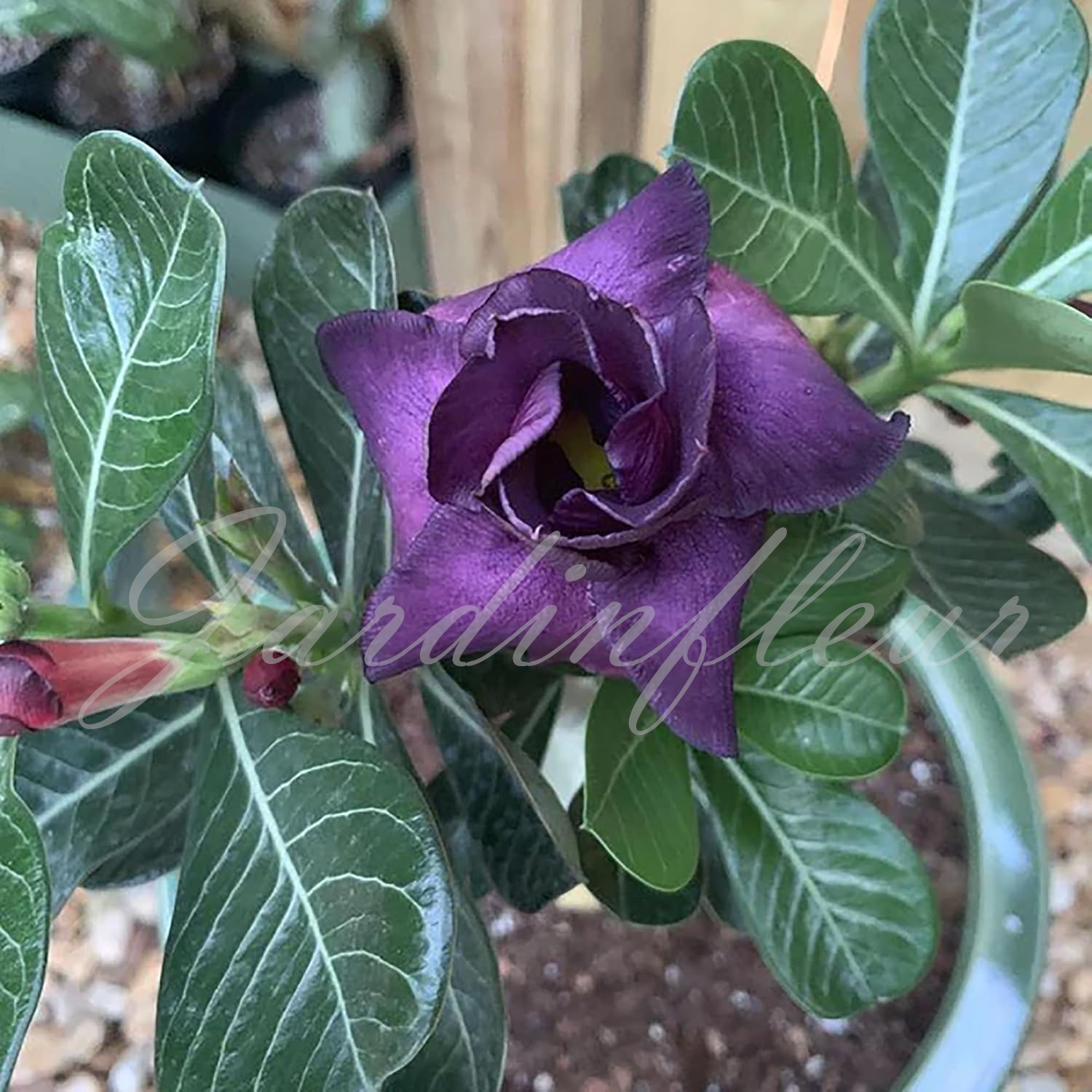 50 % de réduction sur Desert Rose - Nouveau produit