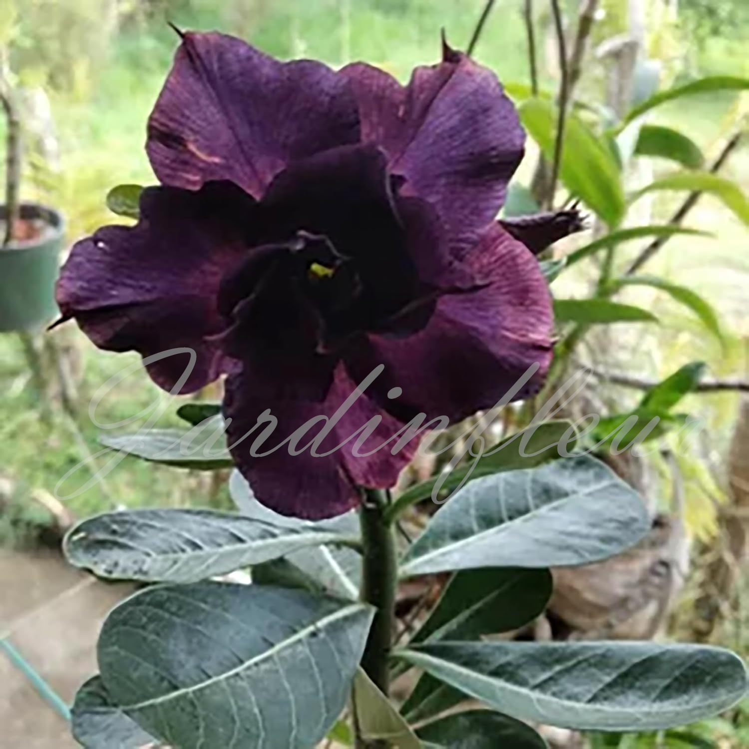 50 % de réduction sur Desert Rose - Nouveau produit