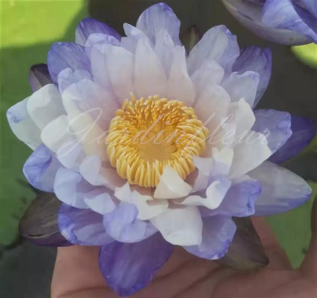 【50% de réduction】Graines Premium de Fleur de Lotus Bonsaï - Germination en 7 jours