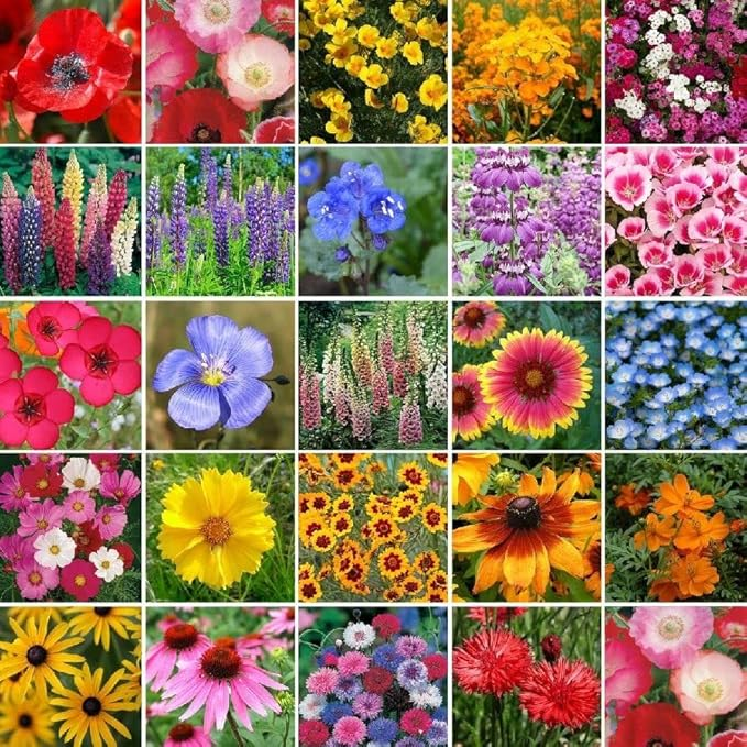 Perennial Pollinator Wildflower Mix