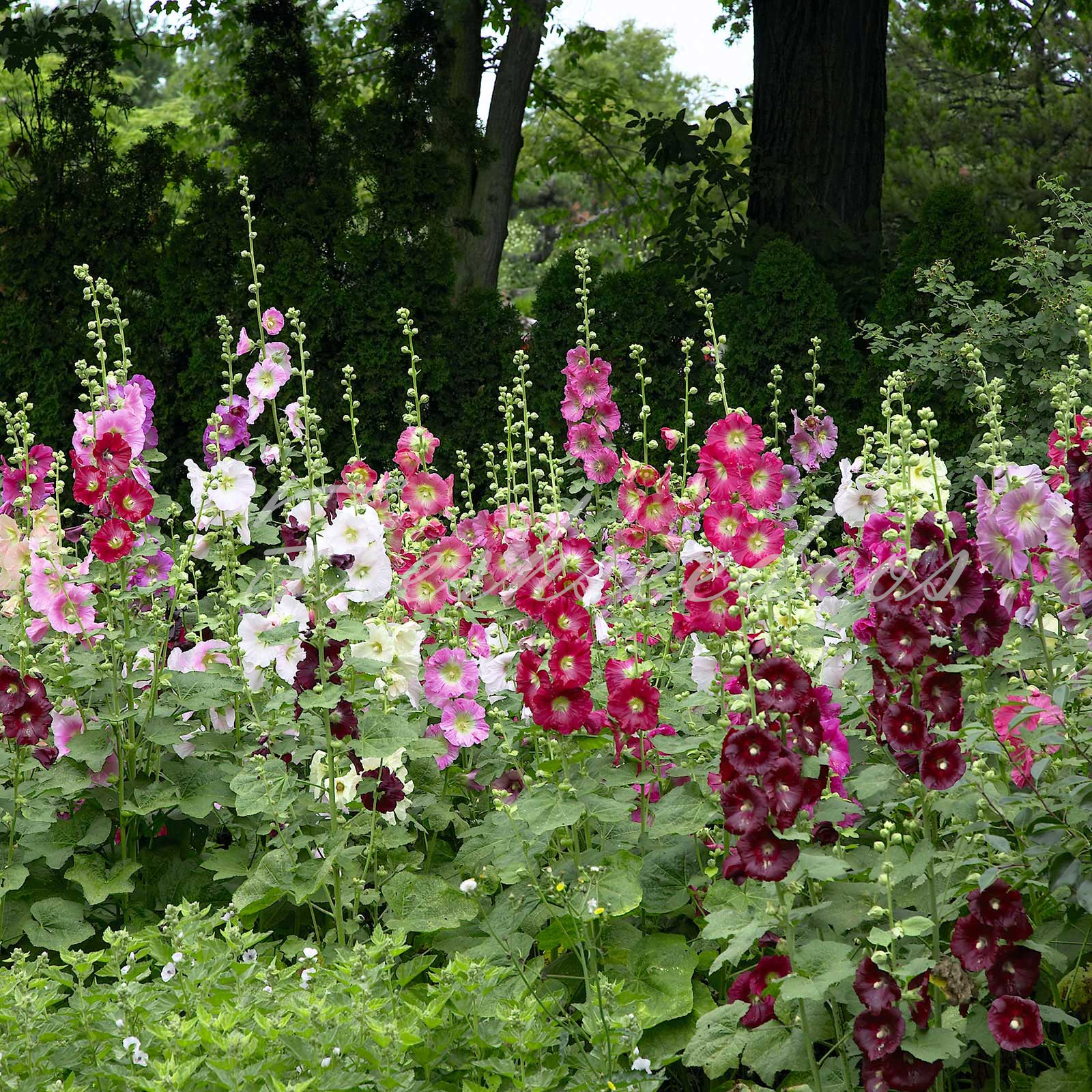 Single Flowered Hollyhock Seeds