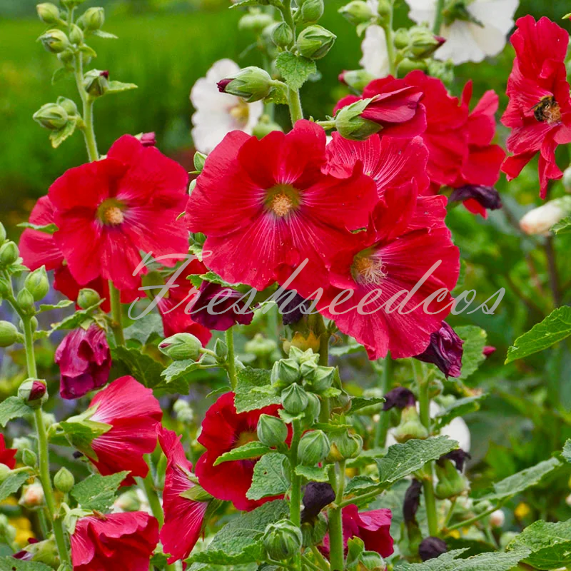 Single Flowered Hollyhock Seeds