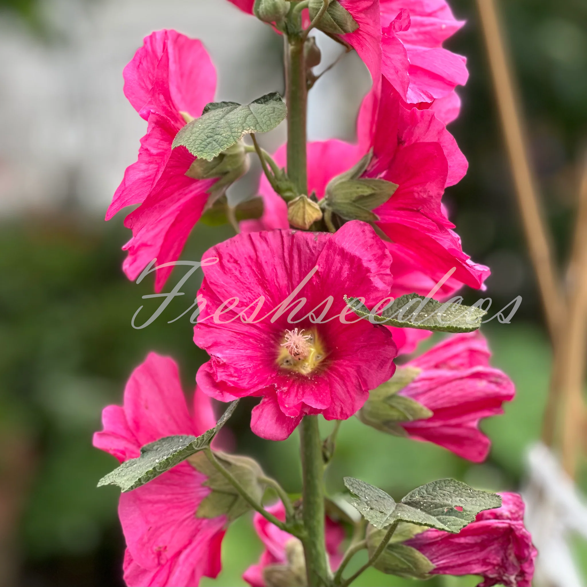 Single Flowered Hollyhock Seeds