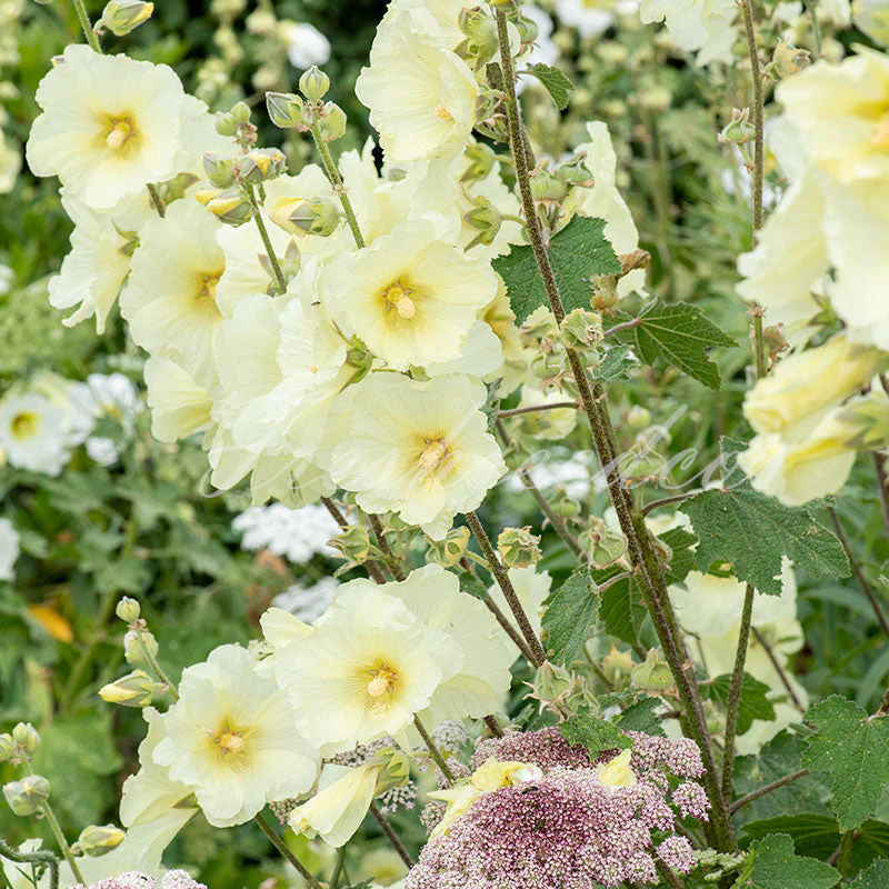 Single Flowered Hollyhock Seeds