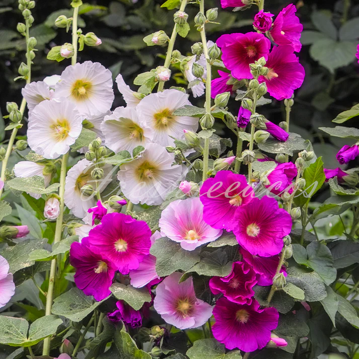 Single Flowered Hollyhock Seeds