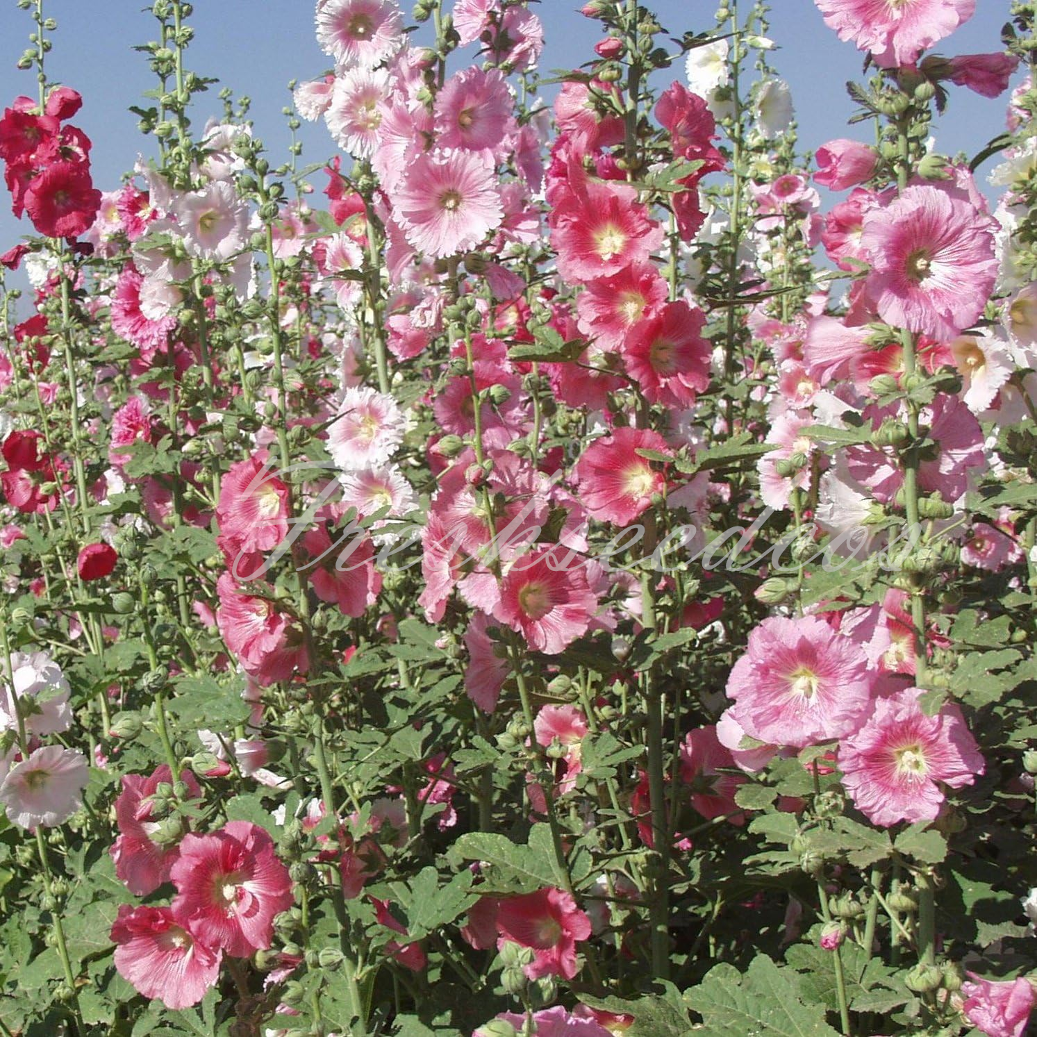 Single Flowered Hollyhock Seeds
