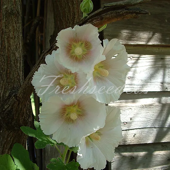 Single Flowered Hollyhock Seeds