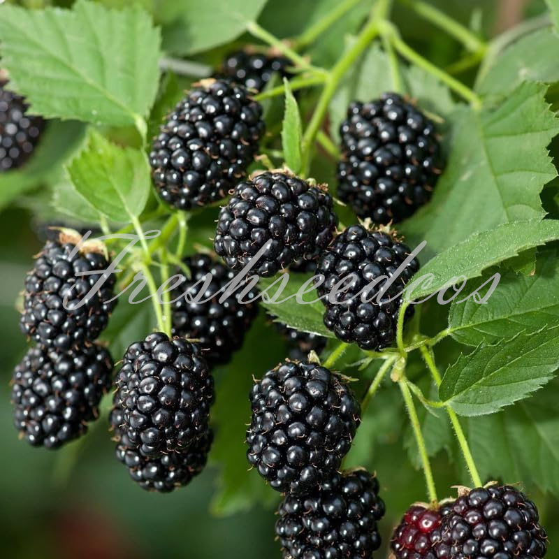 Sweet Giant Blackberry Seeds