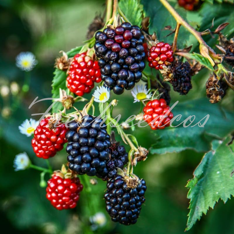Sweet Giant Blackberry Seeds