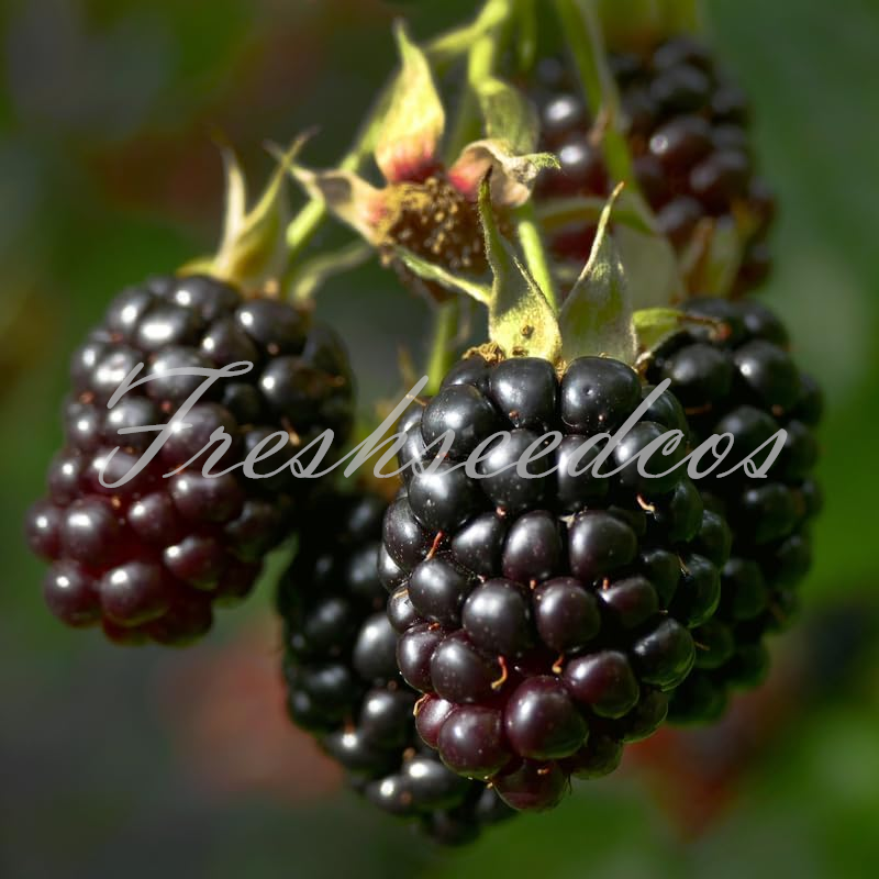 Sweet Giant Blackberry Seeds