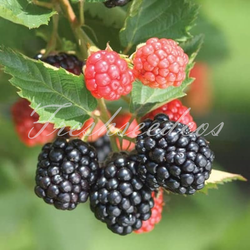 Sweet Giant Blackberry Seeds