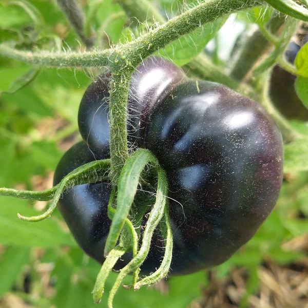 Black Beauty Tomato Seeds