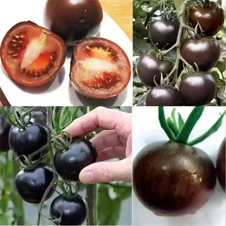 Black Beauty Tomato Seeds