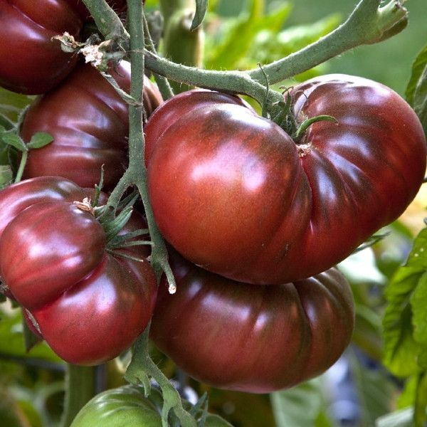 Black Beauty Tomato Seeds