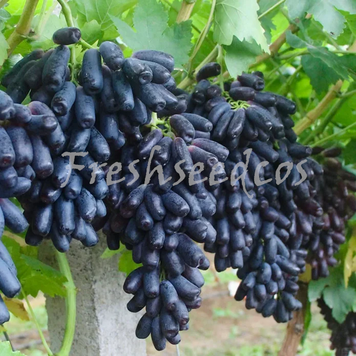 Elongated Sapphire Grape Seeds