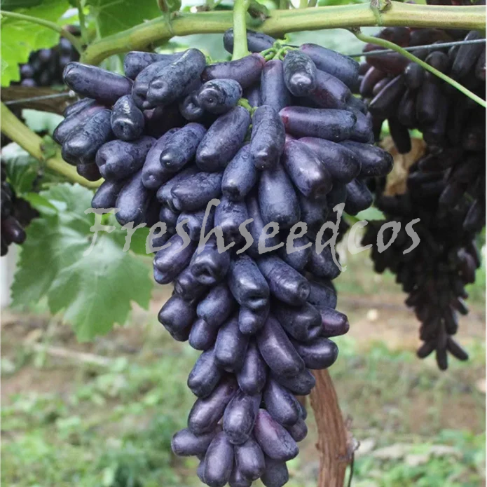Elongated Sapphire Grape Seeds