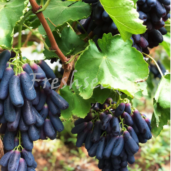 Elongated Sapphire Grape Seeds