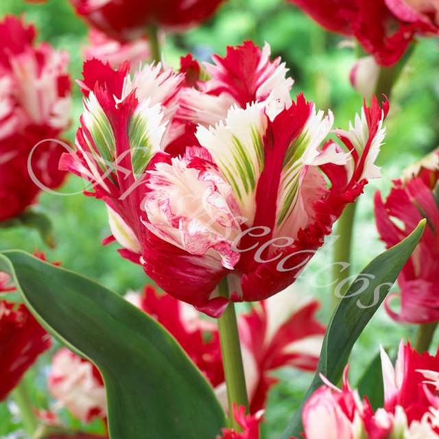 🌺Parrot Tulip Bulbs: Bold Colors, Unforgettable Blooms!