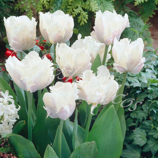 🌺Parrot Tulip Bulbs: Bold Colors, Unforgettable Blooms!