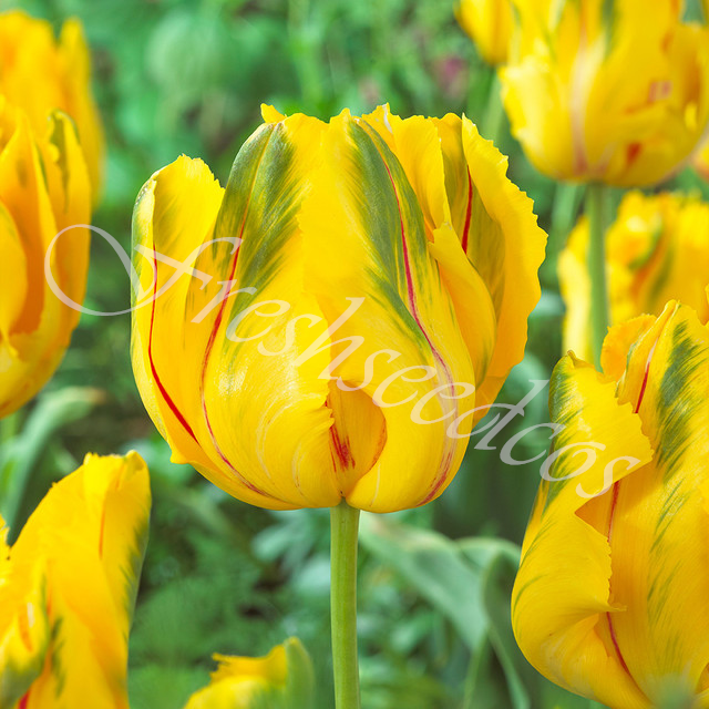 🌺Parrot Tulip Bulbs: Bold Colors, Unforgettable Blooms!