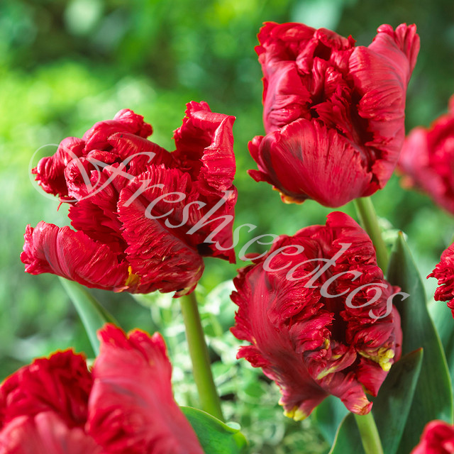 🌺Parrot Tulip Bulbs: Bold Colors, Unforgettable Blooms!
