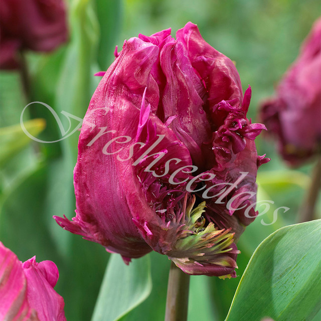 🌺Parrot Tulip Bulbs: Bold Colors, Unforgettable Blooms!