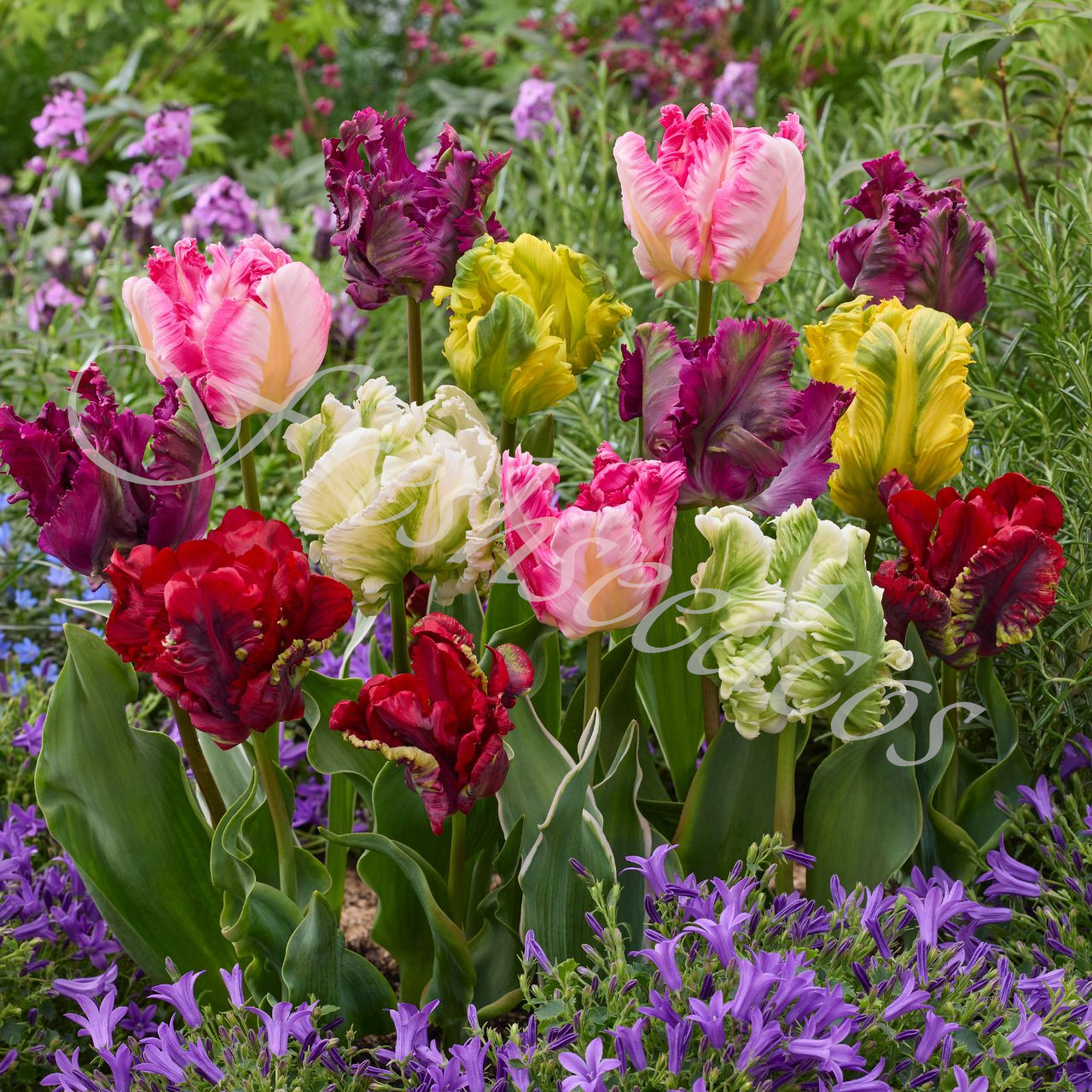🌺Parrot Tulip Bulbs: Bold Colors, Unforgettable Blooms!