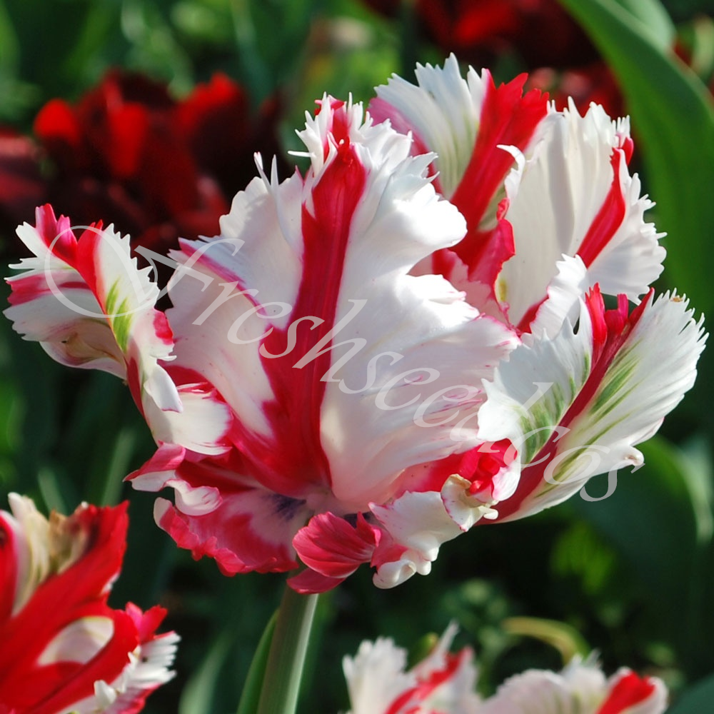 🌺Parrot Tulip Bulbs: Bold Colors, Unforgettable Blooms!