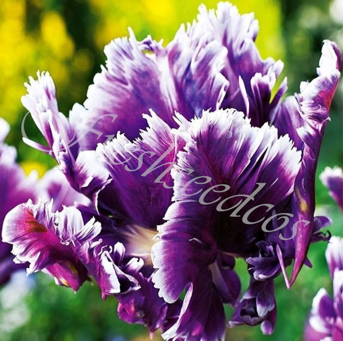 🌺Parrot Tulip Bulbs: Bold Colors, Unforgettable Blooms!
