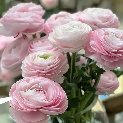 Ranunculus Romance