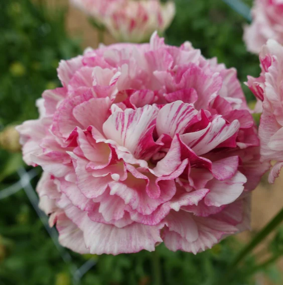 Ranunculus Romance