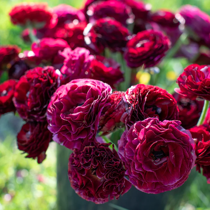 Ranunculus Romance