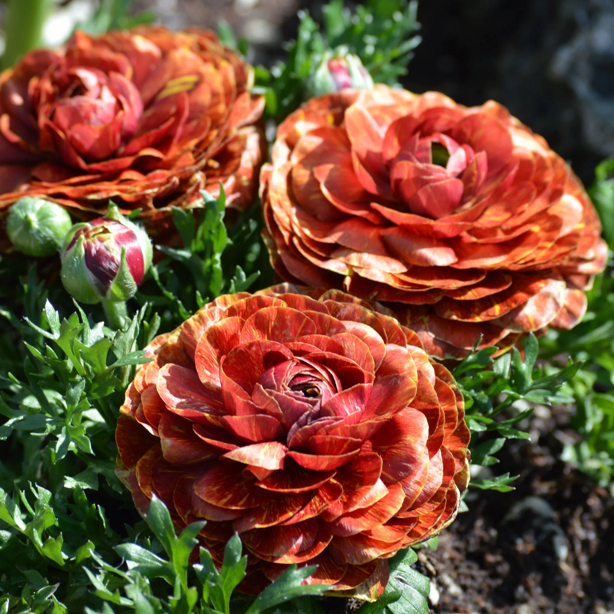 Ranunculus Romance