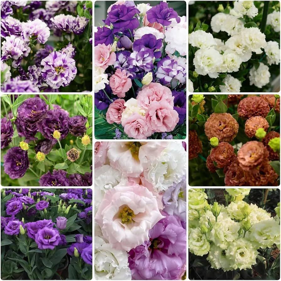 Lisianthus Seeds – Bring Color and Elegance to Your Garden! 🌷
