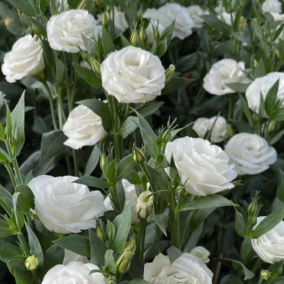 Lisianthus Seeds – Bring Color and Elegance to Your Garden! 🌷