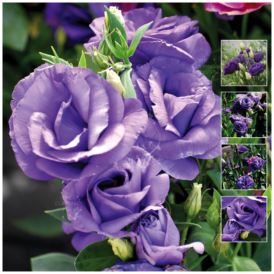 Lisianthus Seeds – Bring Color and Elegance to Your Garden! 🌷