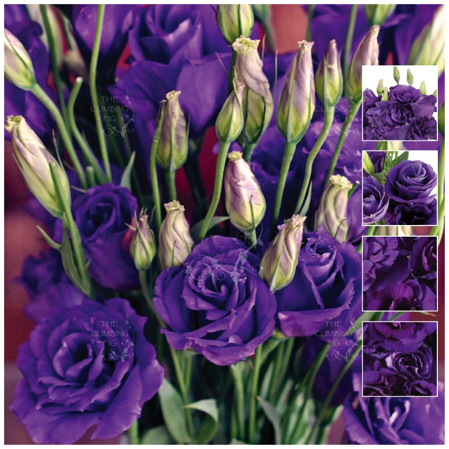 Lisianthus Seeds – Bring Color and Elegance to Your Garden! 🌷