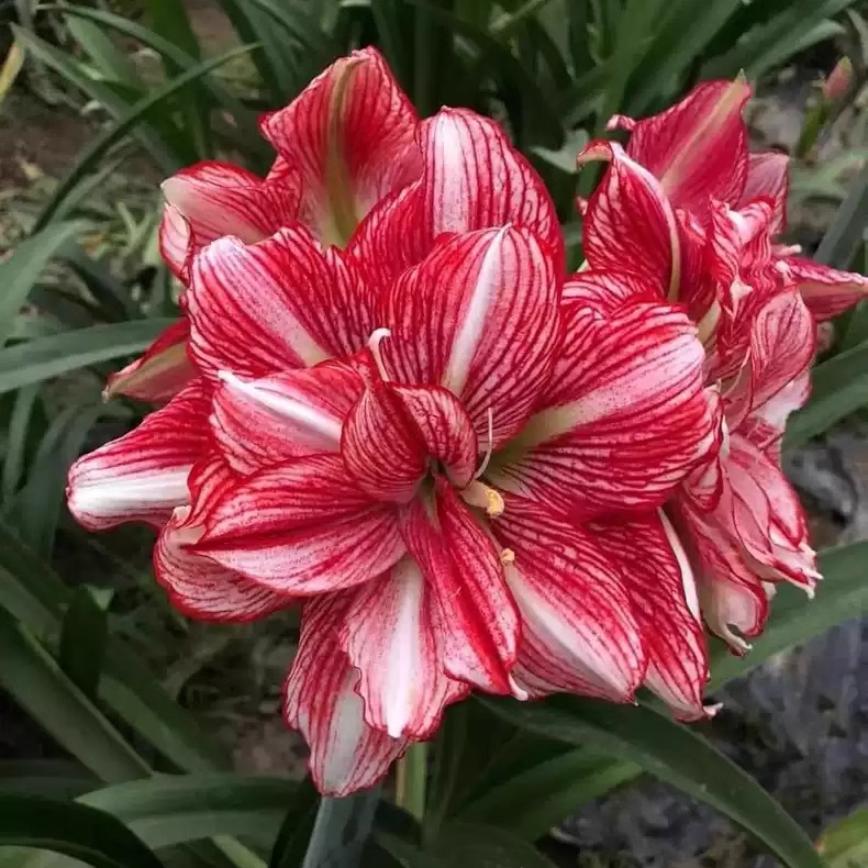 Bulbes d'amaryllis - Le joyau de la couronne parmi les bulbes à fleurs d'intérieur