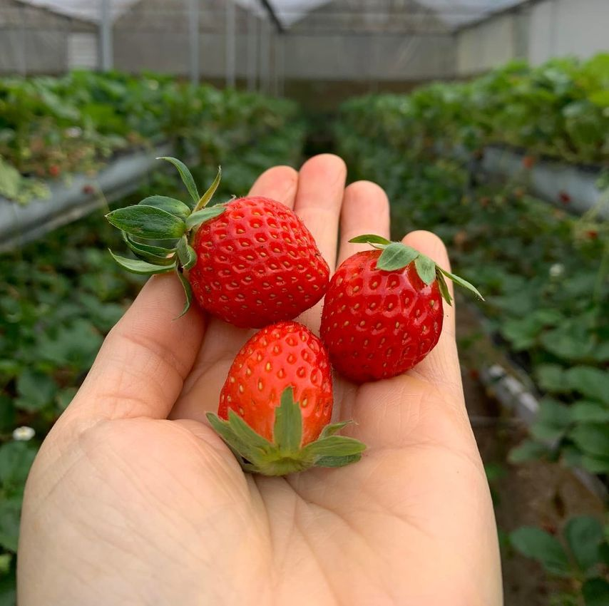 🪴Cream Strawberry Seeds🍓 Juicy and Sweet💥 Best Seller