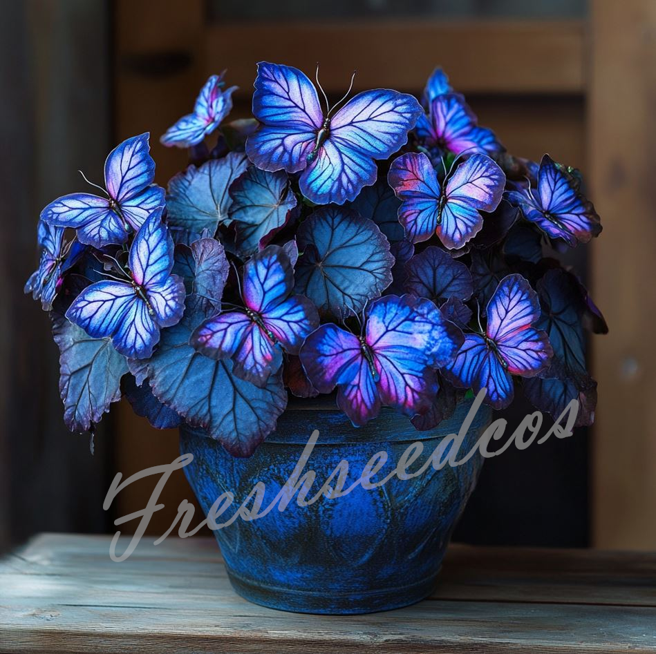 🔥Last Day 70% OFF🦋Moonlight Butterfly Begonia Seeds: The Enchanting Begonia for Every Space