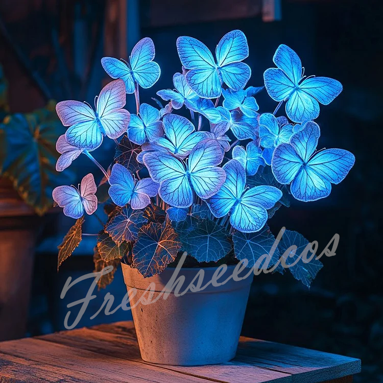 🔥Last Day 70% OFF🦋Moonlight Butterfly Begonia Seeds: The Enchanting Begonia for Every Space