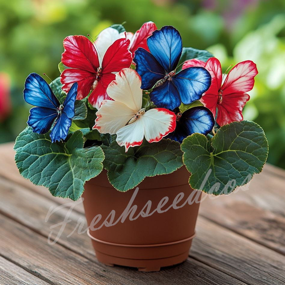 🔥Last Day 70% OFF🦋Moonlight Butterfly Begonia Seeds: The Enchanting Begonia for Every Space