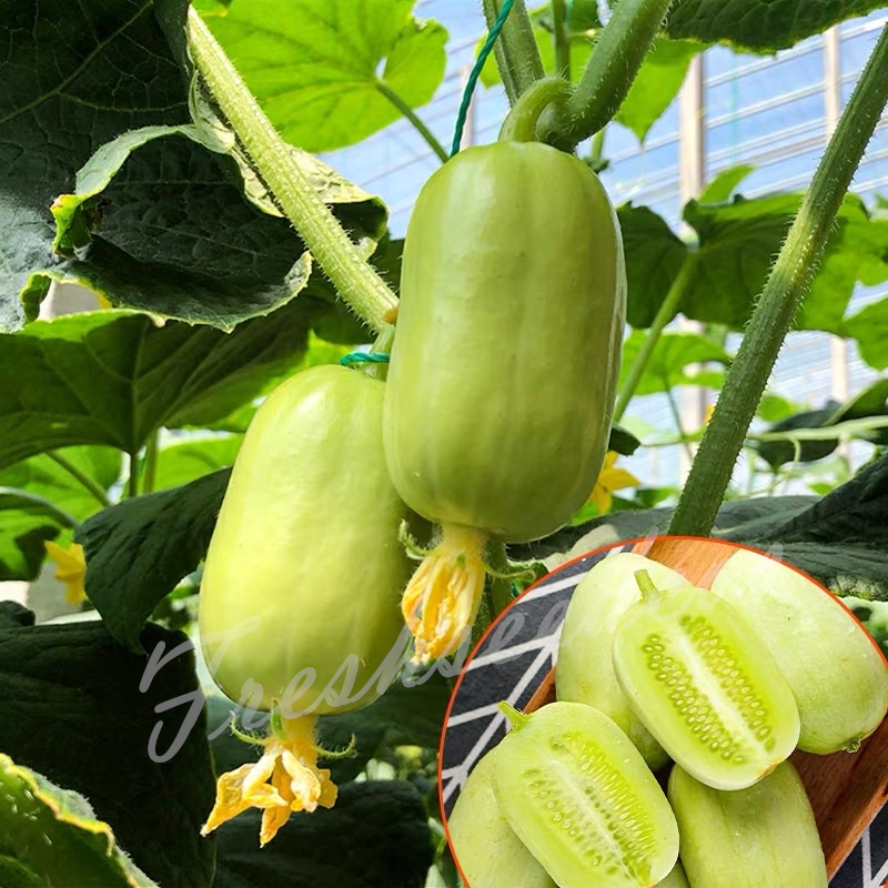 🥒Jade Lady Cucumber Seeds😍Vibrant, smooth, high-yield, and disease-resistant🌱Effortlessly grow delicious cucumbers