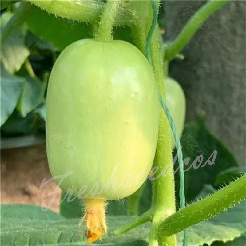 🥒Jade Lady Cucumber Seeds😍Vibrant, smooth, high-yield, and disease-resistant🌱Effortlessly grow delicious cucumbers