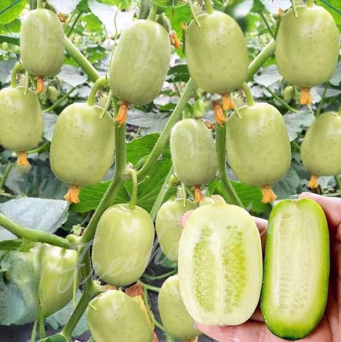 🥒Jade Lady Cucumber Seeds😍Vibrant, smooth, high-yield, and disease-resistant🌱Effortlessly grow delicious cucumbers