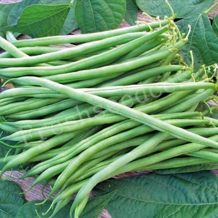 🌱 Bush Beans Seeds: Easy to Grow, Harvest Healthy and Delicious Beans! 