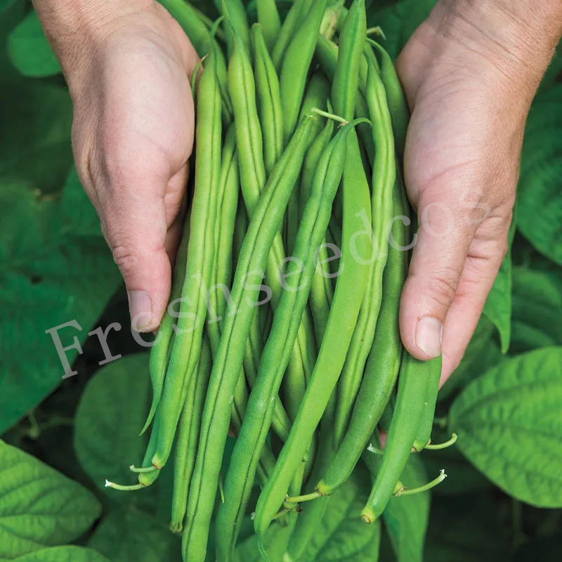 🌱 Bush Beans Seeds: Easy to Grow, Harvest Healthy and Delicious Beans! 