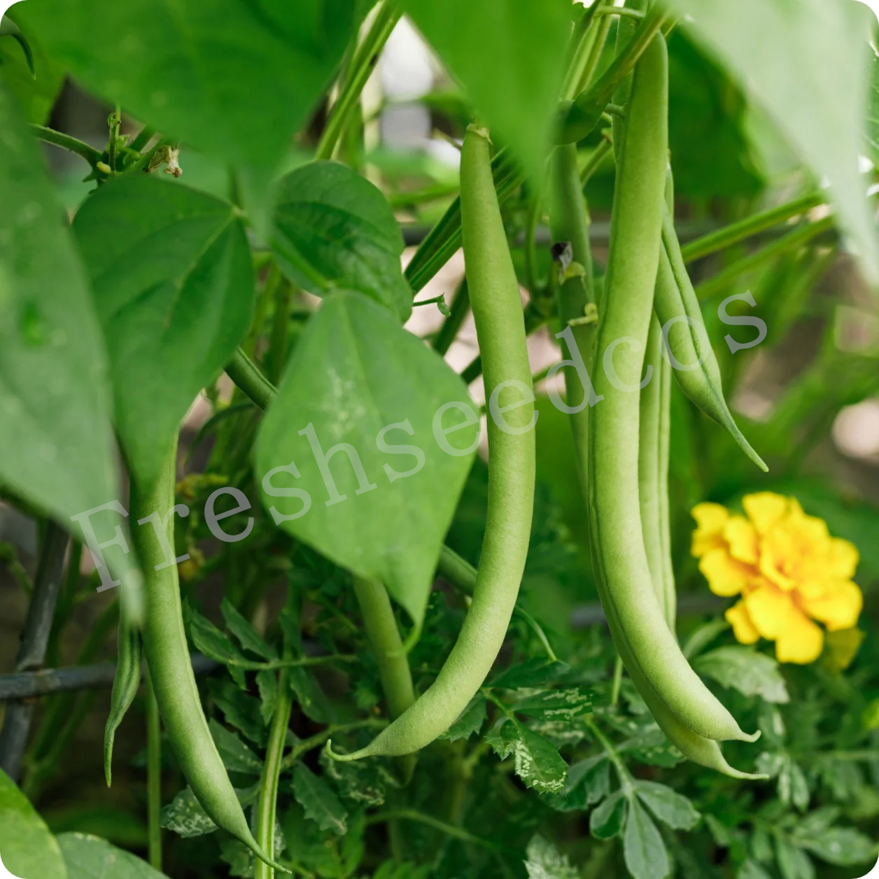 🌱 Bush Beans Seeds: Easy to Grow, Harvest Healthy and Delicious Beans! 