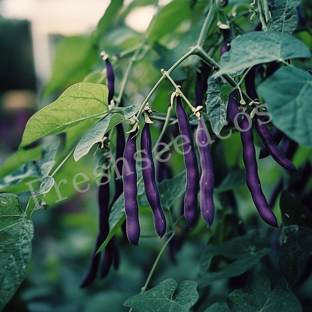 🌱 Bush Beans Seeds: Easy to Grow, Harvest Healthy and Delicious Beans! 